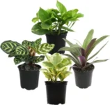 4-Pack Essential Houseplant Collection for $19 – Variety of Indoor Plants