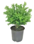Landscaping Supplies and Live Plants Starting at $13.97 at Home Depot $26.97