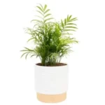 Costa Farms Parlor Palm Live Plant in Decorative Pot for $22