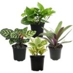 Essential Houseplant Collection (4-Pack) for $18.61