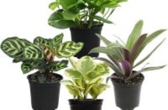 Essential Houseplant Collection (4-Pack) for $18.61