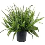 Kimberly Queen Fern – 10 Inch Deep Green Foliage for $26.38