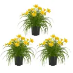 Low-Maintenance Perennial Multi-Packs Starting at $30.78 $38.48