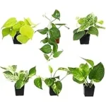 6-Pack of Live Pothos and Philodendron Plants for $21.50