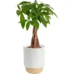 Costa Farms 12″-16″ Money Tree Live Indoor Bonsai-Style Plant (Pachira Aquatica) – $24.89