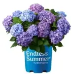 Endless Summer BloomStruck Reblooming Hydrangea Live Shrub for $15.00