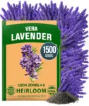 1,500+ English Lavender Seeds – $3.99 at Amazon (Clip Coupon)
