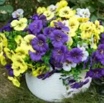 Fanfantoey Silk Pansy Artificial Flowers Now $15