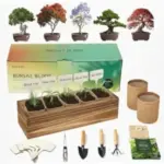 Herbsy Bonsai Tree Kit 5-Pack for $15