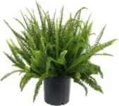 Kimberly 10″ Queen Fern Shrub for $24.88