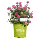 Knock Out Family of Roses Live Shrub in 1-Gallon Pot for $15.00