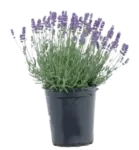 Lavender Blue Paint 2.5-Quart Pot for $14.94 at Lowe’s