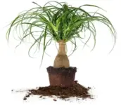 Perfect Plants 10″ Ponytail Palm – $23 (Originally $29)