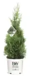 Proven Winners 2-Gallon Arborvitae North Pole Evergreen Shrub for $27 $27.00