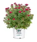 Proven Winners Double Play Doozie Spirea Shrub for $26