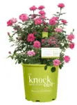The Knock Out Family of Roses 1-Gallon Grower Pot for $15 $15.00