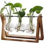 XXXFlower Plant Terrarium with Wooden Stand, 3 Bulb Vase – $9.91 ($20.00 Original)