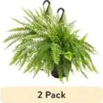 22″ Tall Boston Fern Live House Plants 2-Pack for $20