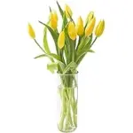 Fresh 10 Yellow Tulips with Vase for $23.77