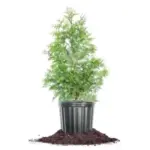Perfect Plants 3-Gallon Thuja Green Giant for $34