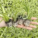 August Breeze Farm Spider Plant Variety Pack for $16.99
