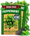 Peppermint Plant (Mentha piperita) for $6.39, originally $12.99