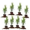Thuja Green Giant 2-Foot Privacy Evergreen Arborvitae 8-Pack for $69.06