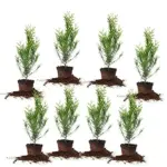 Thuja Green Giant 2-Foot Privacy Evergreen Arborvitae 8-Pack for $69.06