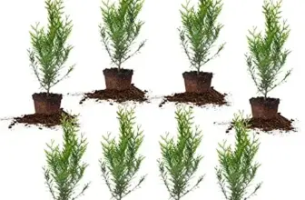 Thuja Green Giant 2-Foot Privacy Evergreen Arborvitae 8-Pack for $69.06