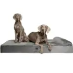 Noah & Paw XXL Orthopedic Memory Foam Cooling Gel Dog Bed for $65