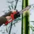12 Inch Cordless Electric Chainsaw with Battery & Charger – $76.90