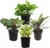 4-Pack Essential Houseplant Collection for $19 – Variety of Indoor Plants
