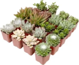 20-Pack Altman Plants Live Succulent Plants for $19