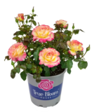Lowe’s SpringFest Plant Sale: Up to 50% Off Roses, Succulents & More (Ends April 19)