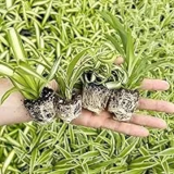 August Breeze Farm Spider Plant Variety Pack for $16.99