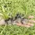 August Breeze Farm Spider Plant Variety Pack for $16.99