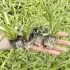 Burpee SuperSeed Seed Starting Tray with 16 Extra-Large Cells for $7.99