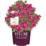 Azalea Encore Autumn Rouge Shrub – Now $13.93