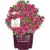 Azalea Encore Autumn Rouge Shrub – Now $13.93