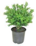 Landscaping Supplies and Live Plants Starting at $13.97 at Home Depot $26.97