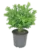 Landscaping Supplies and Live Plants Starting at $13.97 at Home Depot $26.97