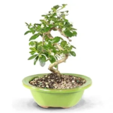 Brussel’s Live Bonsai Tree with Ceramic Pot – Fukien Tea (6″ to 8″) for $20