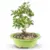 Brussel’s Live Bonsai Tree with Ceramic Pot – Fukien Tea (6″ to 8″) for $20