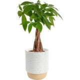 Costa Farms 12″-16″ Money Tree Live Indoor Bonsai-Style Plant (Pachira Aquatica) – $24.89