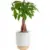 Costa Farms 12″-16″ Money Tree Live Indoor Bonsai-Style Plant (Pachira Aquatica) – $24.89