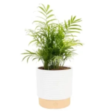 Costa Farms Parlor Palm Live Plant in Decorative Pot for $22