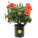 Costa Farms Tropical Hibiscus Bush for $25.99