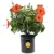Costa Farms Tropical Hibiscus Bush for $25.99