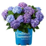 Endless Summer BloomStruck Reblooming Hydrangea Live Shrub for $15.00