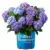Endless Summer BloomStruck Reblooming Hydrangea Live Shrub for $15.00